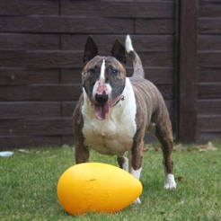 Jolly Egg Hårdfør Æggeformet Bold Interaktiv Leg Til Din Hund GUL